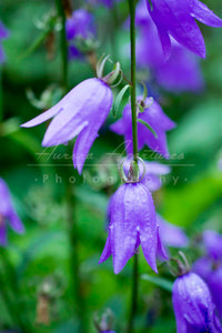 Alaska Blue bell flowers print IMG 14