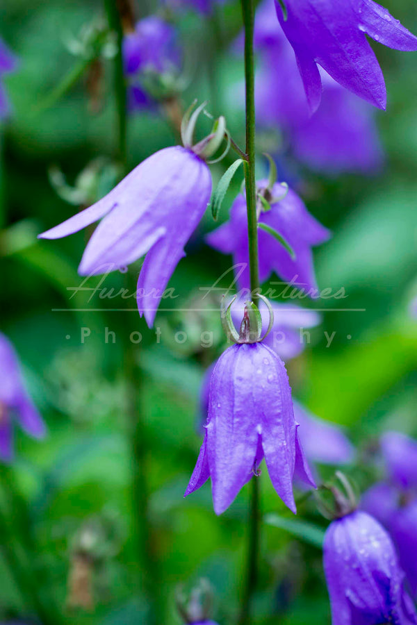 Alaska Blue bell flowers print IMG 14