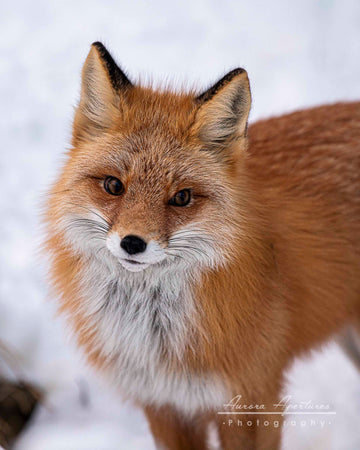 Vixen Fox Metal print 8x10