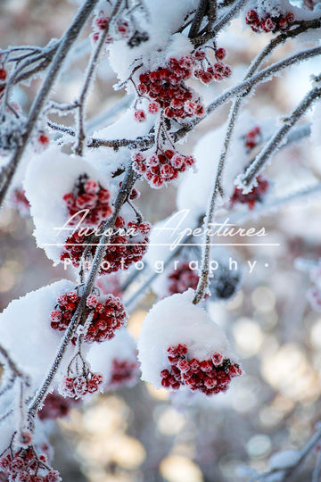 Alaska Hoar Frost print IMG 978