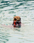 Alaska otter eating salmon print IMG 235