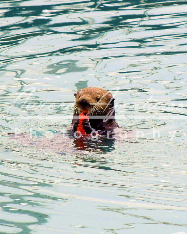 Alaska otter eating salmon print IMG 235