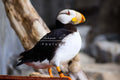 Alaska puffin print IMG 367