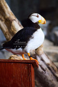 Alaska puffin print IMG 368