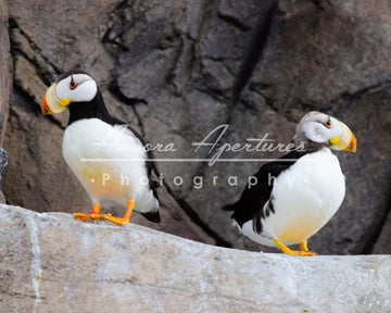 Alaska not talking puffins print IMG 370