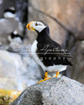 Alaska puffin back print IMG 372