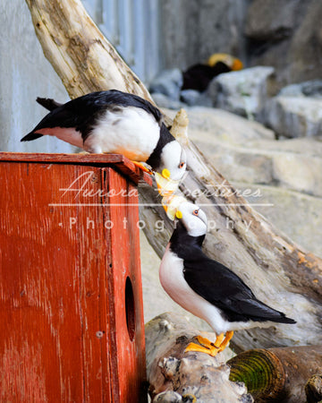 Alaska kissing puffin print IMG 0381