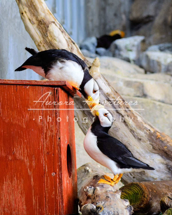Alaska puffins print IMG 382