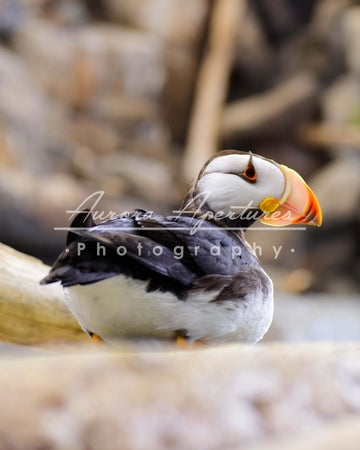 Alaska puffin sitting print IMG 388