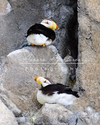 Alaska puffins on rocks print IMG 391