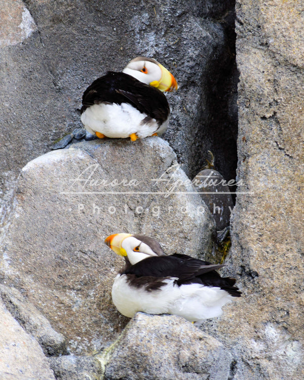 Alaska puffins on rocks print IMG 391
