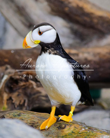 Alaska puffin print IMG 432