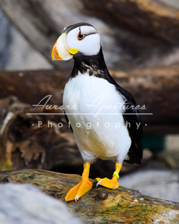 Alaska puffin print IMG 435