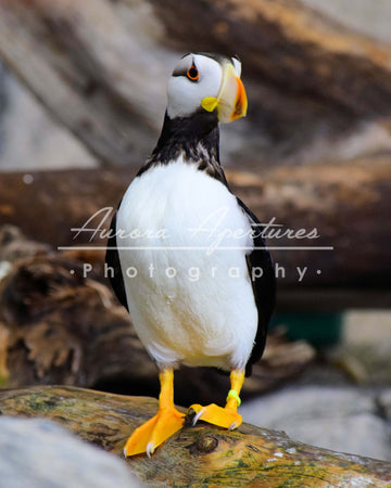 Alaska puffin print IMG 436