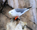 Alaska kittywake print (Disgruntled seagull) IMG 444