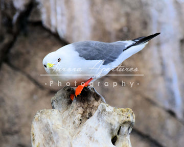 Alaska kittywake print (Disgruntled seagull) IMG 444
