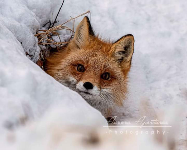 Peek-a-boo Fox Metal print 8x8