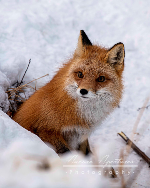 Cautious Fox Metal print 8x10