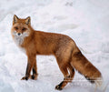 Snow Boop Fox Metal print 8x10