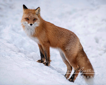 Snowy Hill Fox Metal print 8x10