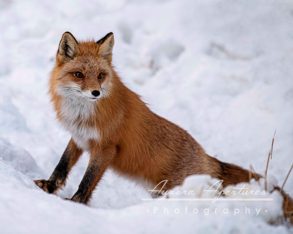 Feeling Foxy Fox Metal print 8x10